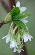 Oemleria cerasiformis