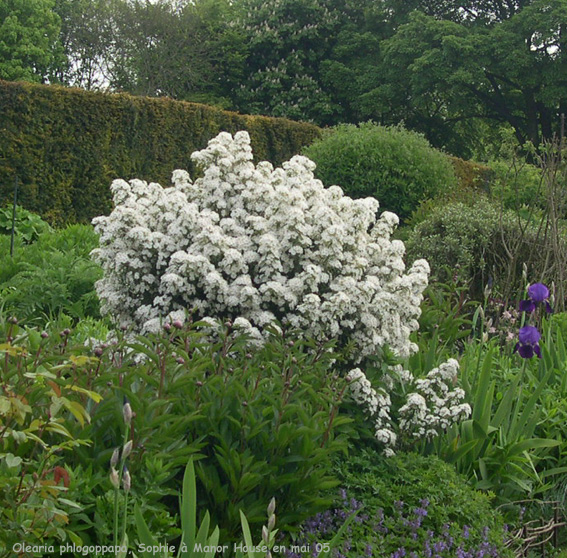 Olearia  phlogoppapa