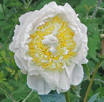 Paeonia lactiflora 'Cheddar Cheese'