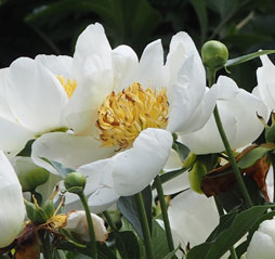 Paeonia 'Jan Van Leeuwen'