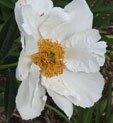 Paeonia 'Krinkled White'