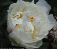 Paeonia lactiflora 'Cheddar White'