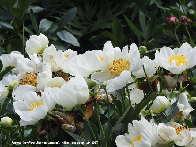 Paeonia lactiflora 'Jan Van Leeuwen'