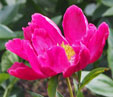 Paeonia lactiflora 'Wilbur Wright'