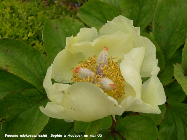 Paeonia mlokosewitschii