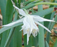 Pancratium maritimum