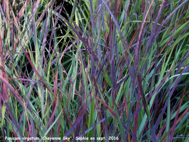 Panicum virgatum 'Cheyenne Sky'