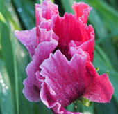 Papaver orintale 'Manhattan'