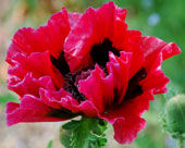 Papaver orientale 'Staten  Island'