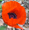 Papaver orientale 'Oriana'