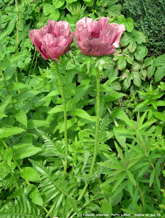 Papaver orientale 'Patty's Plum'