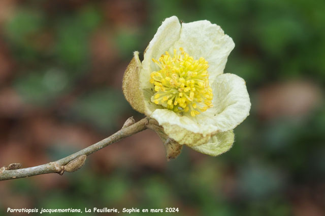 Parrotiopsis jacquemontiana