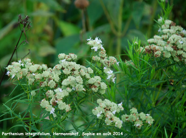 Parthenium integrifolium