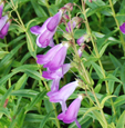  Penstemon 'Alice Hindley'