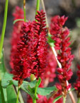 Persicaria amplexicaulis 'Anne's Choice'