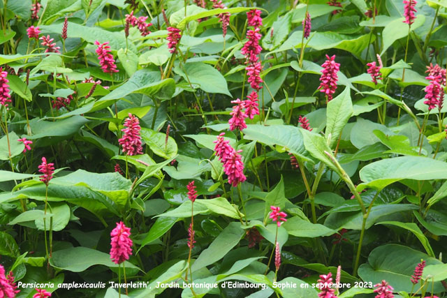 Persicaria amplexicaulis 'Inverleith'