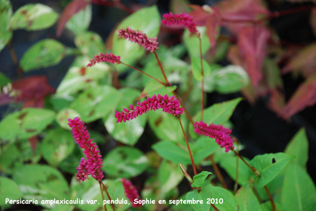 Persicaria amplexicaulis var. pendula