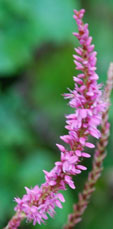 Persicaria amplexicaulis 'Rowden Gem'