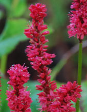 Persicaria amplexicaulis 'Sangre'