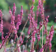 Persicaria amplexicaulis 'September Spires'