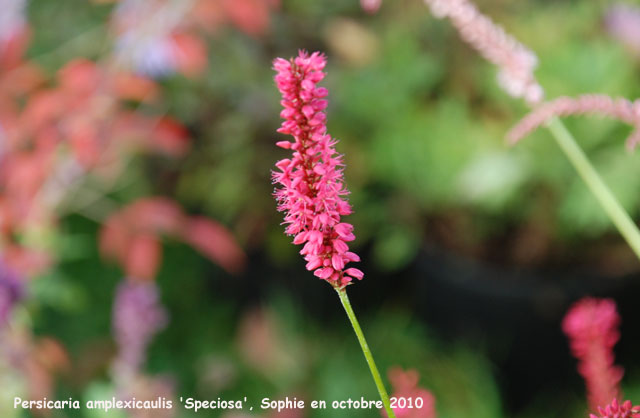 Persicaria amplexicaulis 'Speciosa'