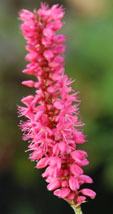 Persicaria amplexicaulis 'Speciosa'