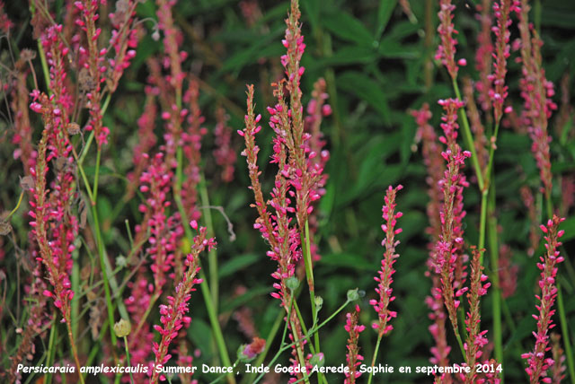 Persicaria amplexicaulis 'Summer Dance''