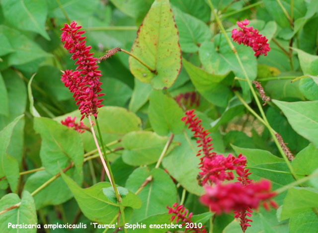 Persicaria amplexicaulis 'Taurus'