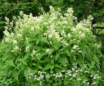 Persicaria polymorpha