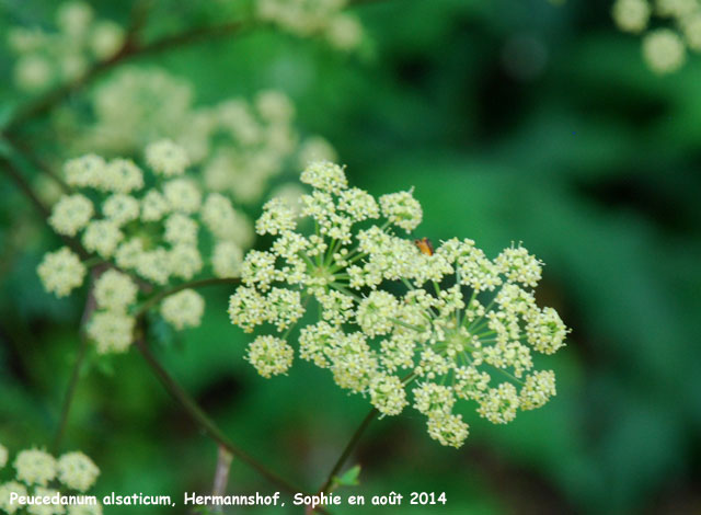 Peucedanum alsaticum