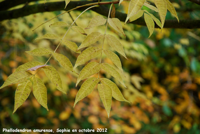 Phellodendron amurense