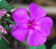 Phlox paniculata 'Düsterlohe'