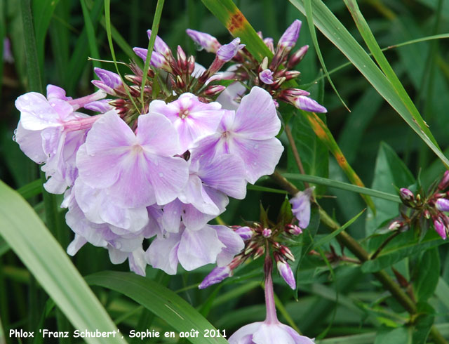 Phlox paniculata 'Franz Schubert'