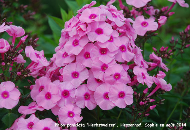 Phlox paniculata 'Herbstwalzer'