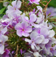 Phlox paniculata 'Lavendelwolke''