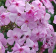 Phlox paniculata 'Lichtspel'