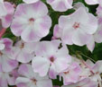 Phlox paniculata 'Lilac Time'