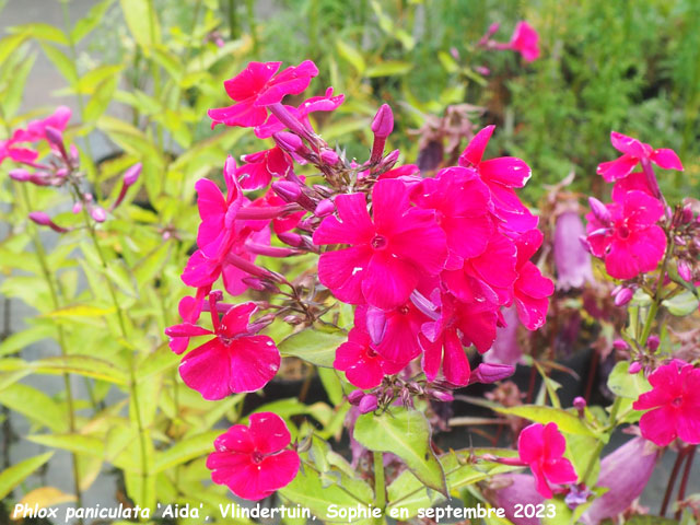 Phlox paniculata 'Aida'