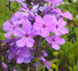 Phlox paniculata 'Aida'