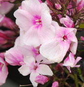 Phlox paniculata 'Bright Eyes'