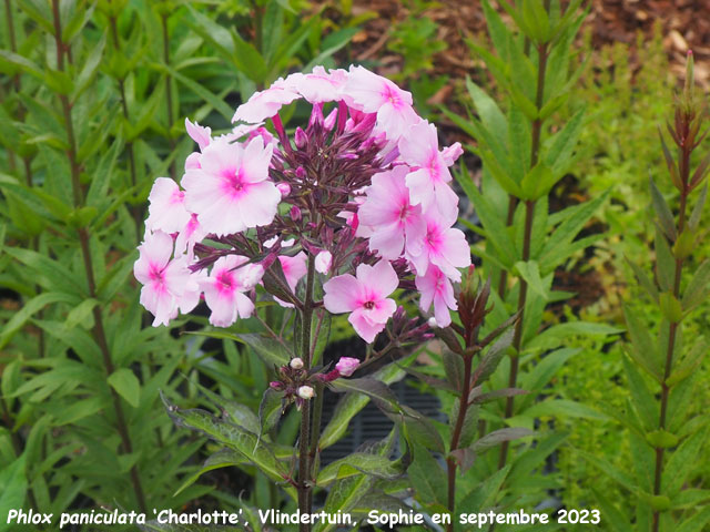 Phlox paniculata 'Charlotte'