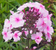 Phlox paniculata 'Charlotte'