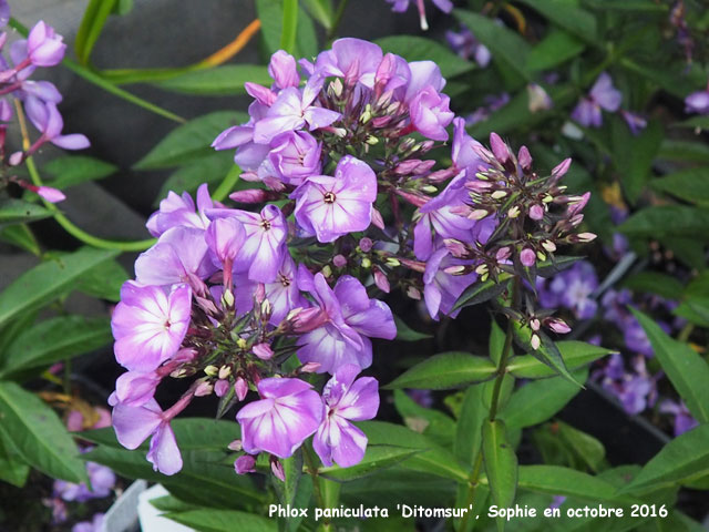 Phlox paniculata 'Ditomsur'