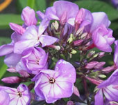 Phlox paniculata 'Ditomsur'