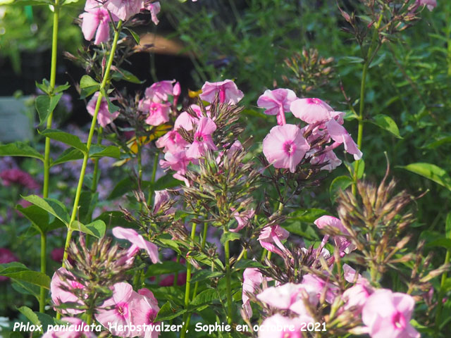 Phlox paniculata 'Herbstwalzer'