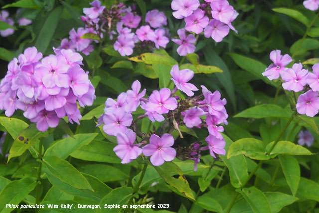 Phlox paniculata 'Miss Kelly'