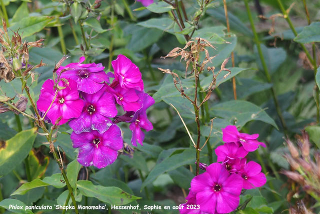 Phlox paniculata 'Shapka Monomaka'