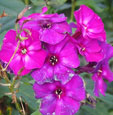 Phlox p. 'Shapka Monomaka'