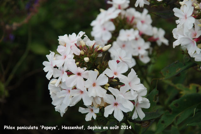 Phlox paniculata 'Popeye'