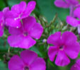 Phlox paniculata 'Purpurmantel'